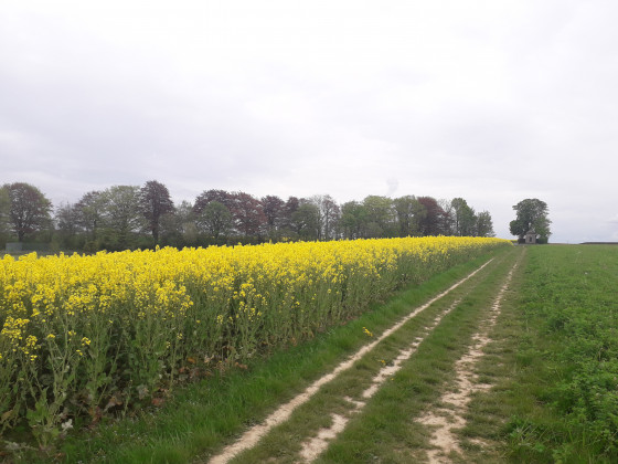 Champs de fleurs de Colza et chapelle ste anne