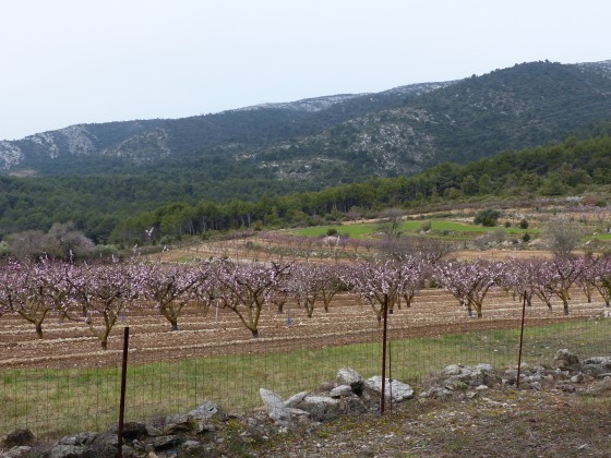 Champs de fruitiers en fleurs