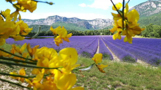 champs de lavande