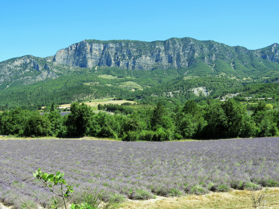 Champs de lavande