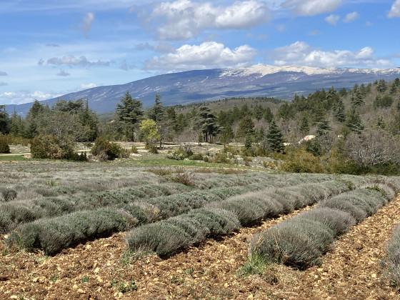 Champs de lavandes et Mont Ventoux