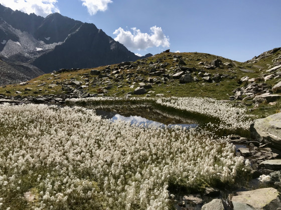 Champs de linaigrettes Champs de linaigrettes