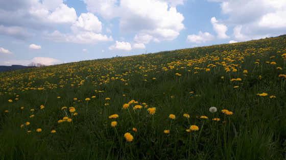 Champs de pissenlit