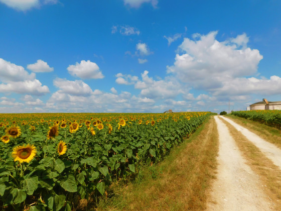 Champs de tournesol
