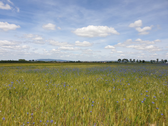 Champs du Bi&eacute;zin