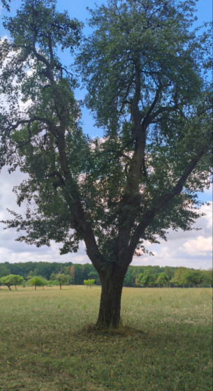 Champs en bordure de forêt