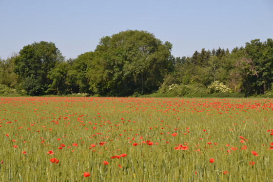 Champ de bl&eacute;