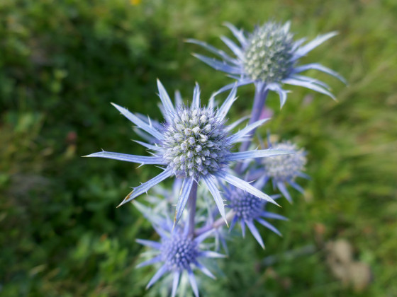 Chardon bleu