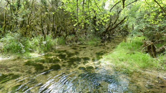 Charmant petit ruisseau