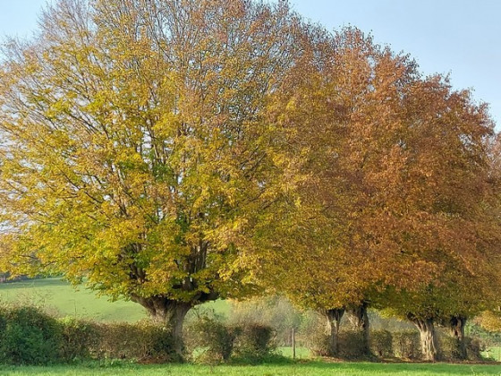 Charme têtard en automne