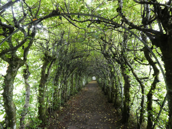 Charmille du Haut-Marais