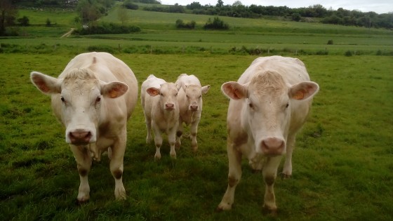 Charolais