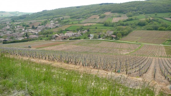 Chasselas