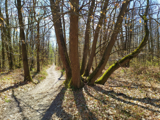 Châtaigner aux 8 troncs