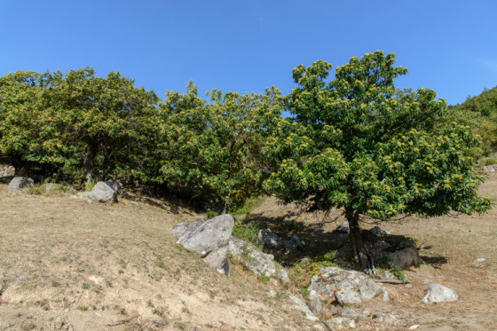 Châtaigneraie