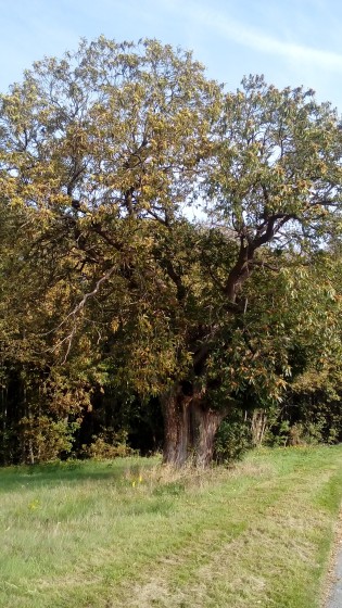 Châtaignier