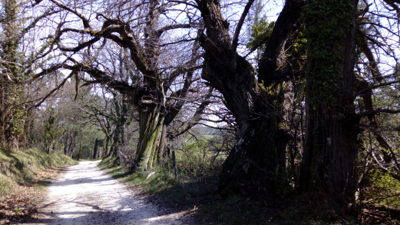Ch&acirc;taigniers sur le chemin des Alliers