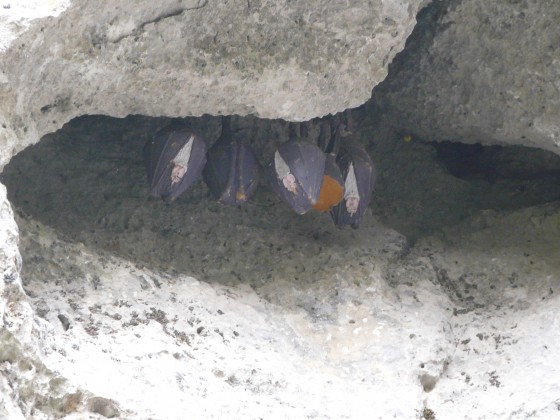 Chauves souris