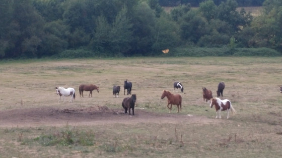 chevaux en liberté