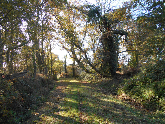 Chemin à Belz