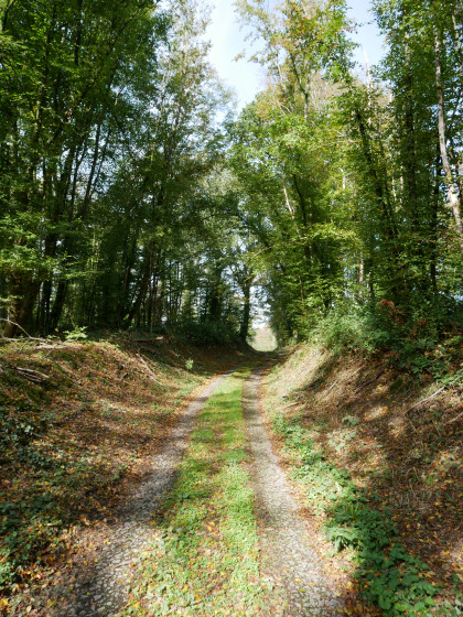 Chemin à Eppe-Sauvage