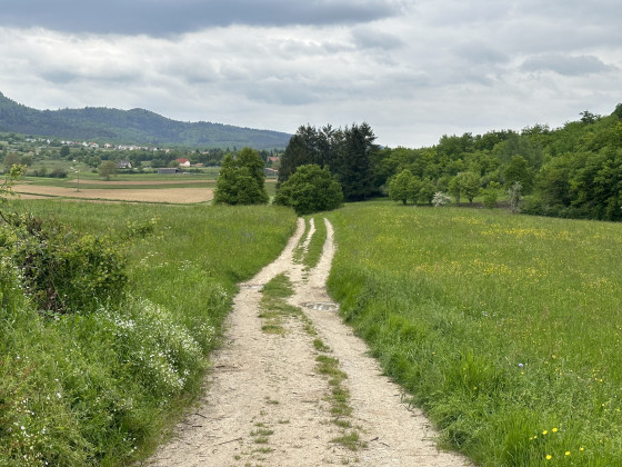 Chemin à l'approche de la forêt