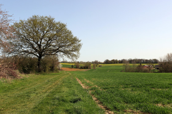 Chemin à travers champ vers la Choltière