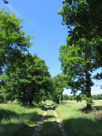 chemin à travers champ