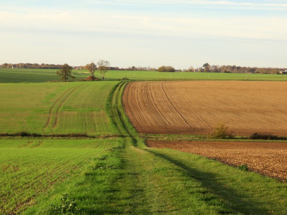 Chemin à travers la campagne à la sortie du bois de Marécreux