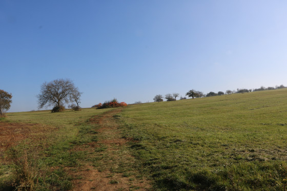 Chemin à travers la prairie