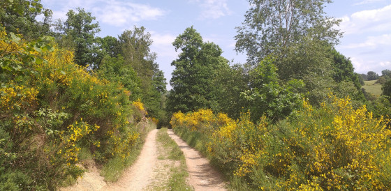 Chemin agricole