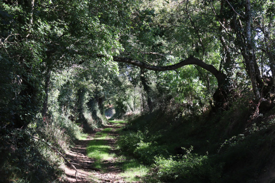 Chemin arboré amenant à Milliaboeuf