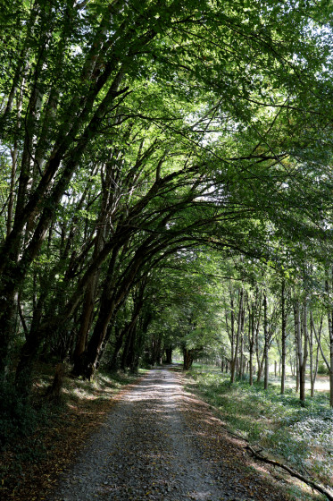 Chemin arboré le long de la Creuse près du barrage d\'Eguzon