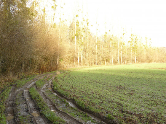 Chemin au bord des bois