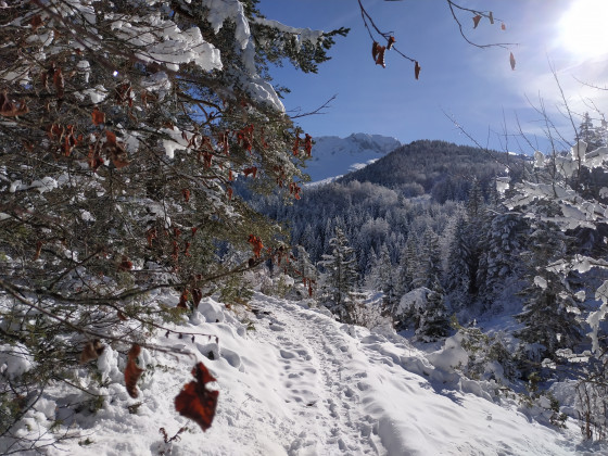chemin au collet des Clots