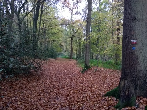 En automne sur le GR25C partie Côte Cidru.