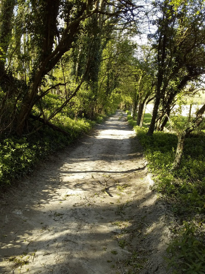 Chemin autour du bois Mont