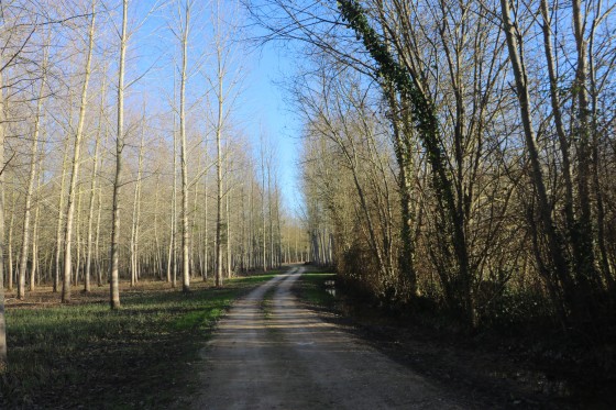 Chemin blanc entre les peupleraies