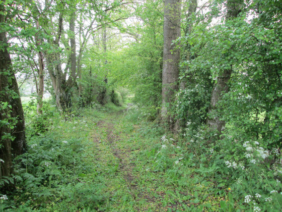 Chemin bocager à Floyon