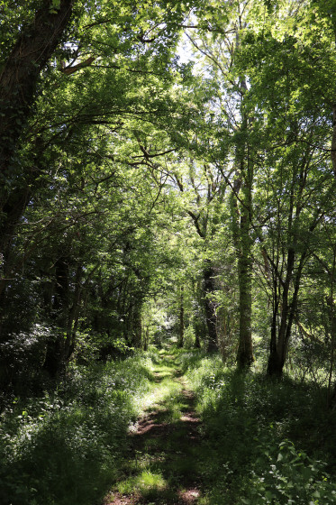 Chemin boisé entre Fougerolles et Chassingrimont