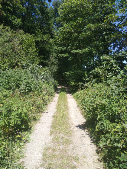 Chemin boisé
