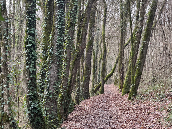 Chemin bord&eacute; d&rsquo;arbres