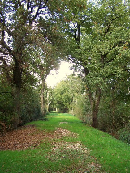 chemin bordé de chênes
