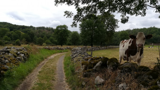 Chemin bordé de murets
