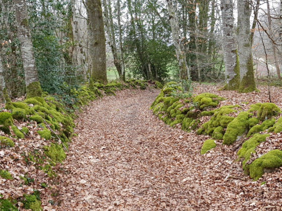Chemin bucolique
