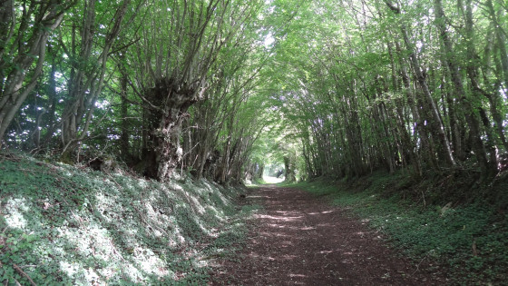 Chemin creux enfoui sous une haie bocagère