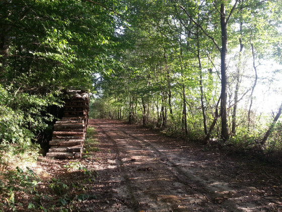 Chemin creux entre forêt et campagne