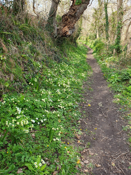 Chemin creux jonché de primevères