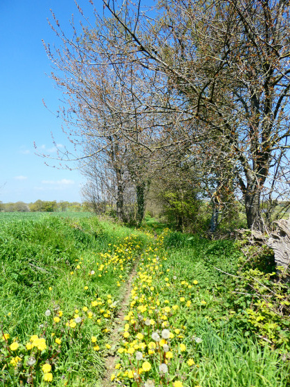 Chemin creux Mondevert