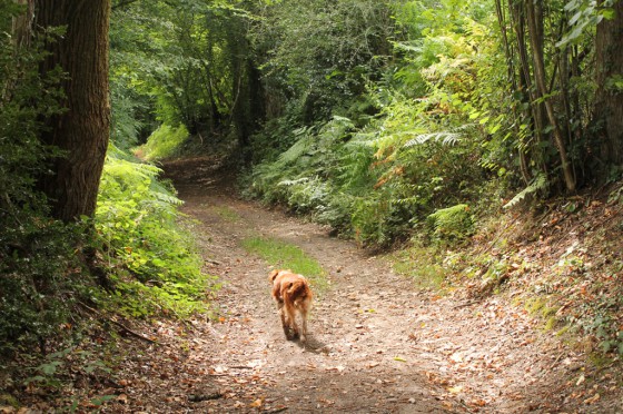 Chemin creux près de la Buffette